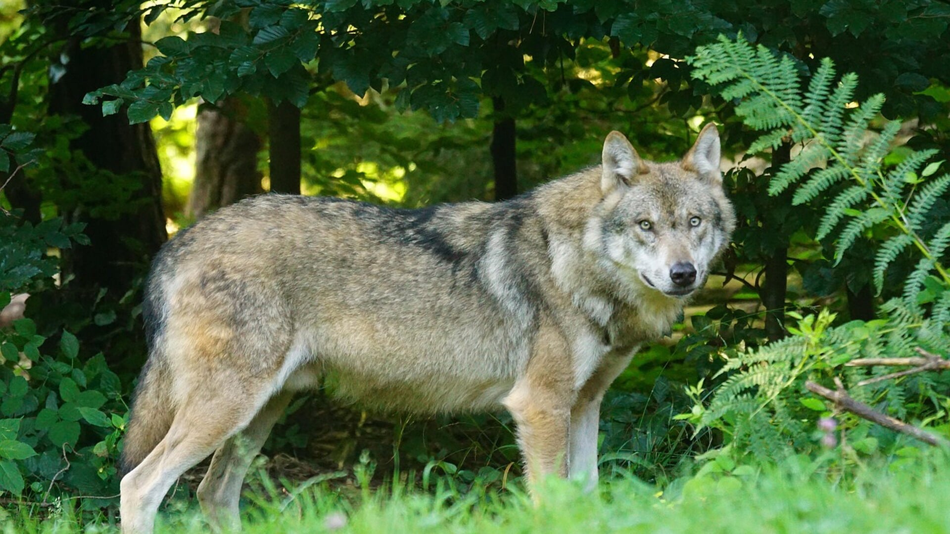 Provincie Utrecht wil probleemwolf ‘Bram’ afschieten na bijtincident Den Treek