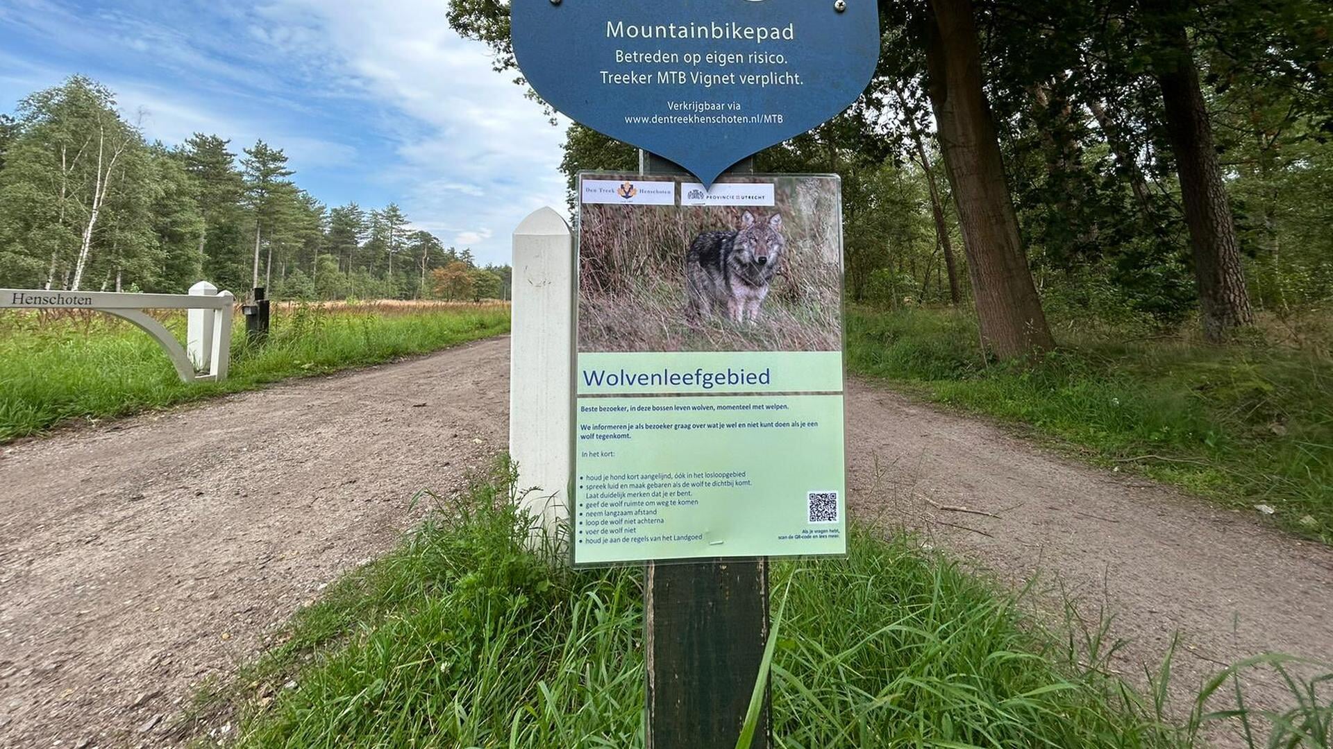 Provincie Utrecht wil wolf afschieten na bijtincident met wandelaarster bij Leusden