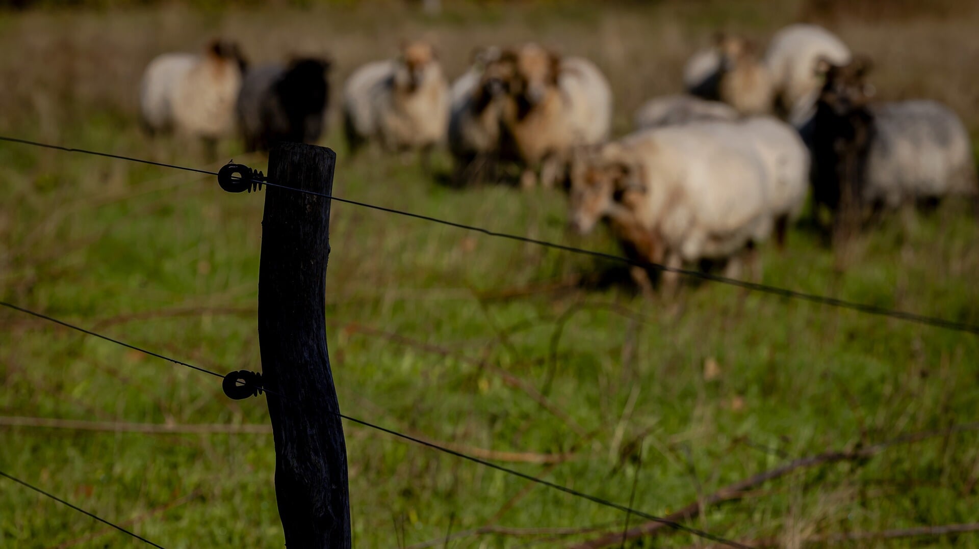 Meer aanvallen wolven op schapen ‘zorgelijk’, zegt boerenorganisatie LTO