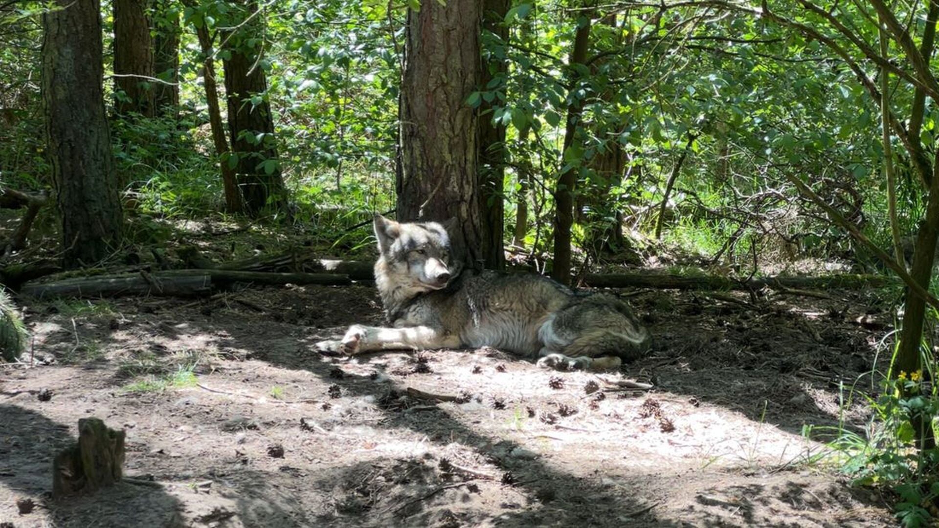 Bijtende wolf in Den Treek zorgt voor verbazing in buitenland: ‘Wat is daar toch aan de hand?’