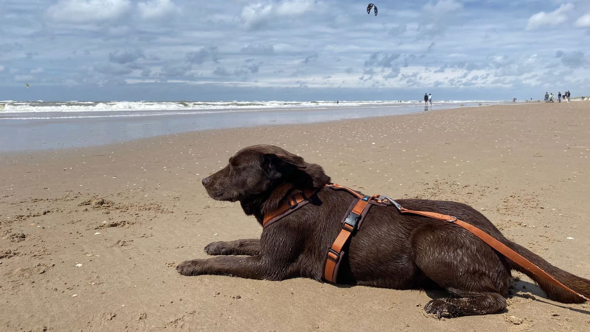 Hond Shadow vermist na botsing bij Barneveld: ‘Zoektocht met drones en live camera’s’