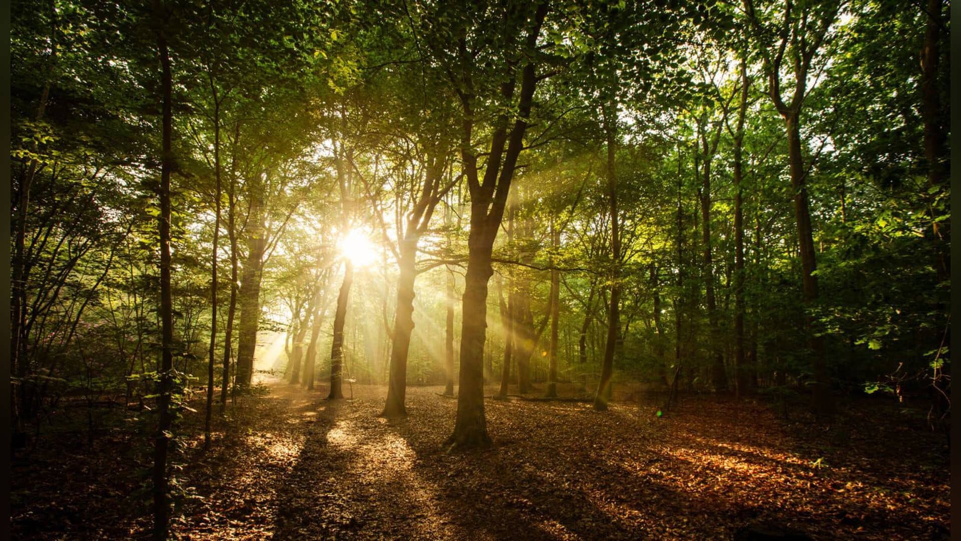 slinger van protest: geef het Tempelbos een stem