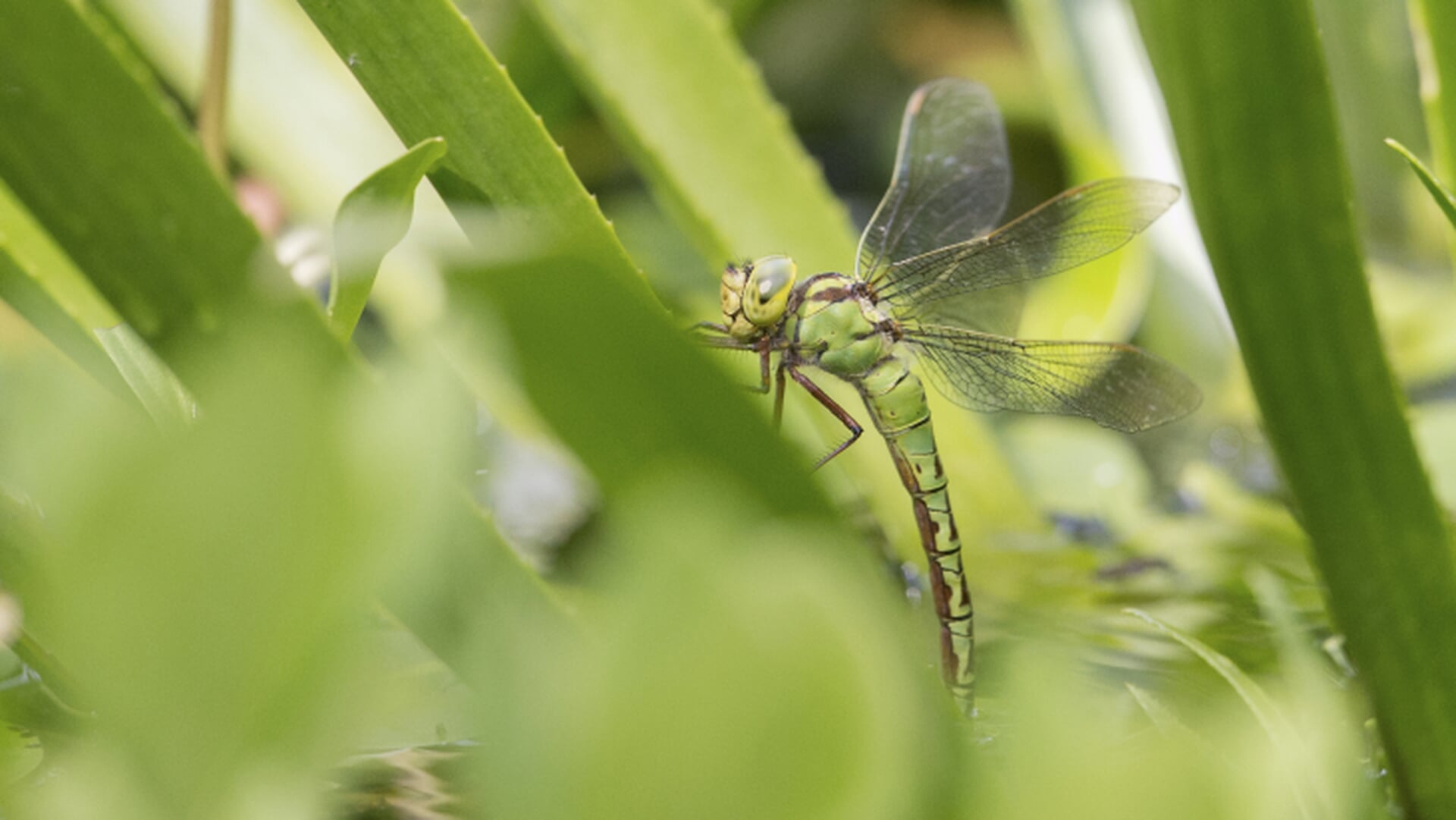 Utrechtse natuur achteruit: extra inspanningen blijven nodig