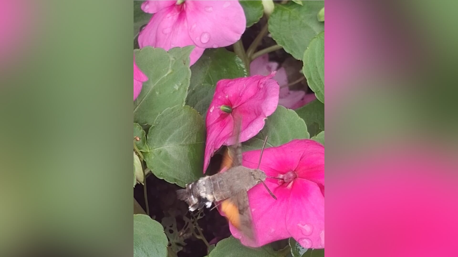 Kolibrievlinder in de tuin