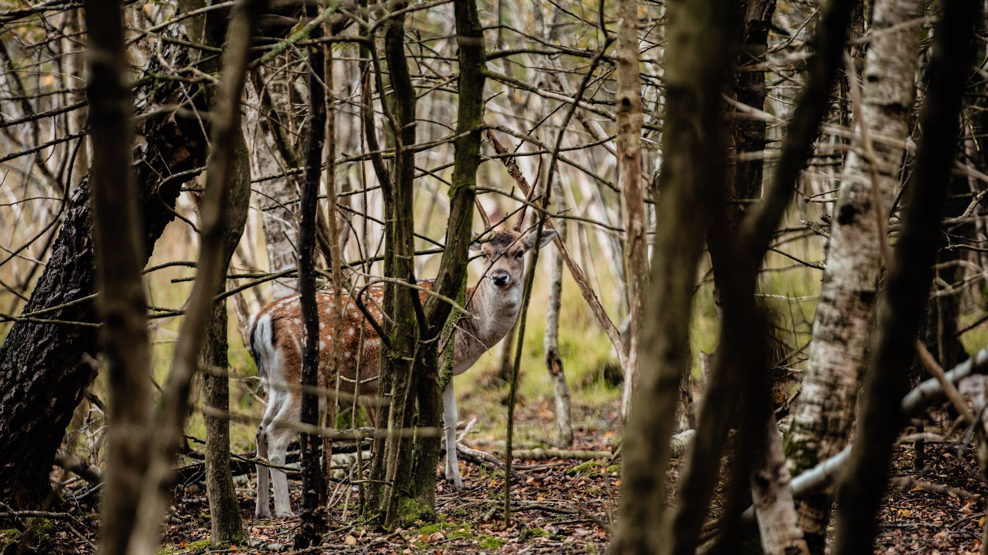Jonge natuurontdekkers op pad in het Ketliker Skar tijdens de herfstvakantie