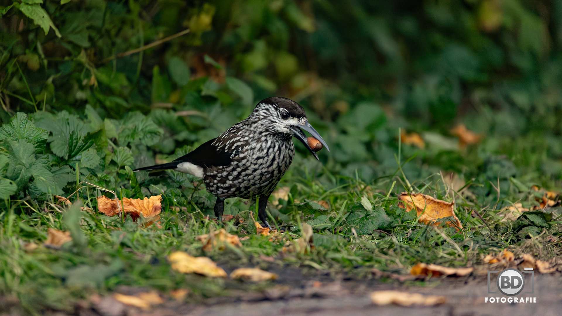 Zeldzame notenkraker trekt vogelliefhebbers naar Bakkeveen