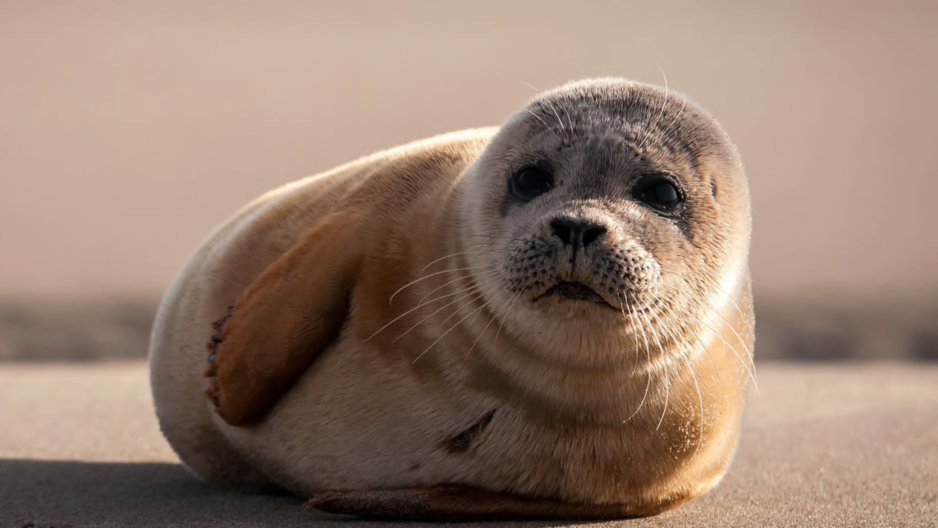 Kim Wiersma loopt twaalf uur voor behoud zeehondencentrum Lauwersoog