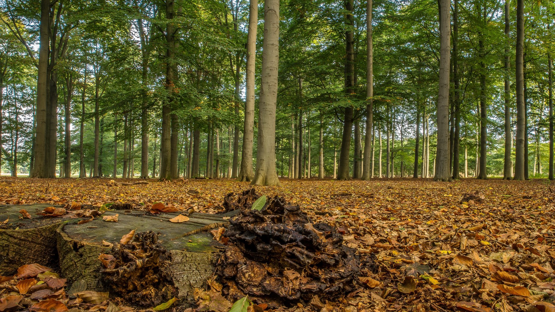 Nieuw voedselbos moet kinderen in Súdwest-Fryslân meer leren over natuur en voedsel
