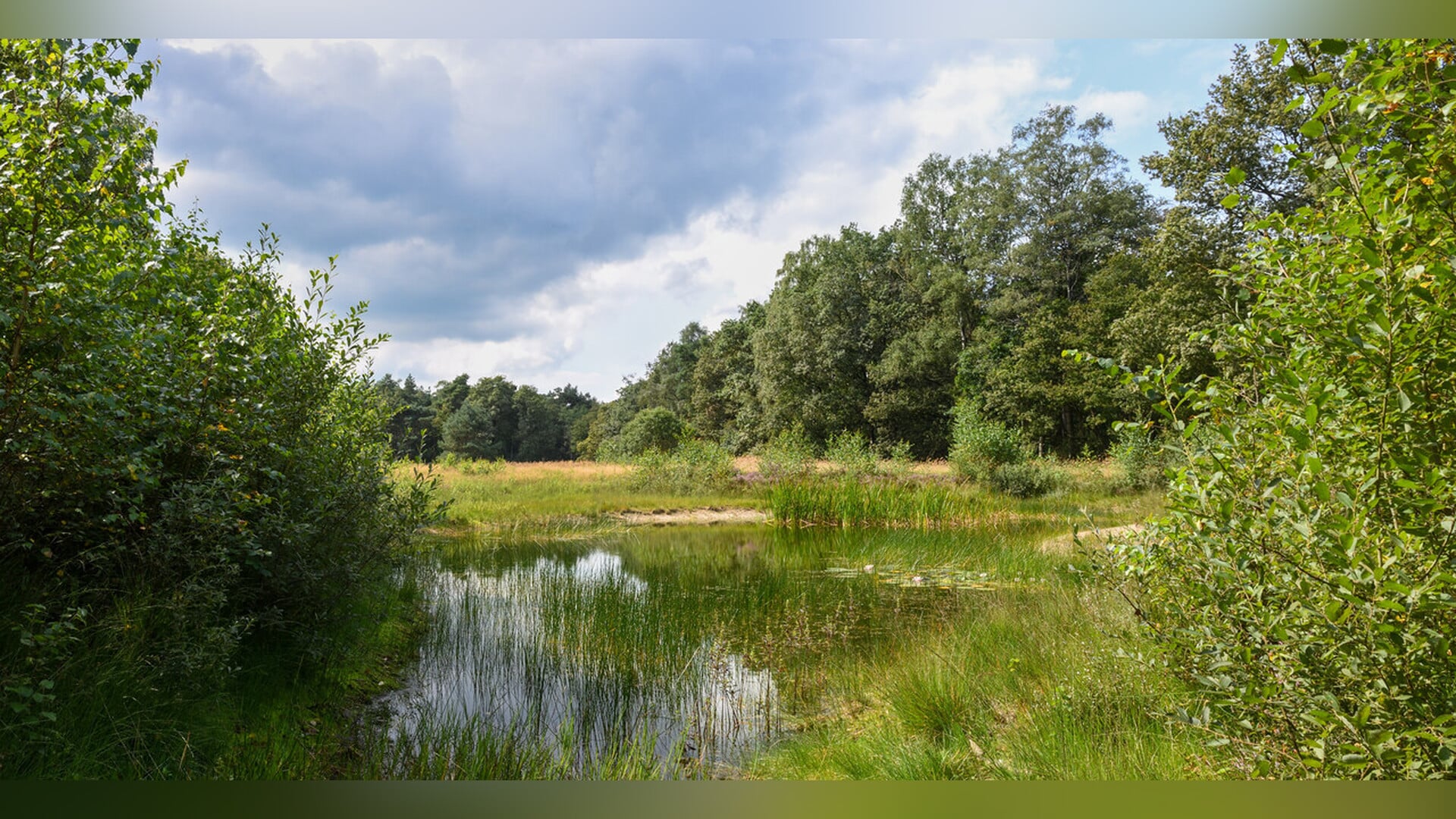 Vrije wandeling, Wilbrinkbos