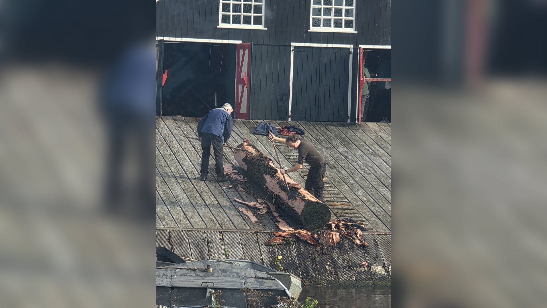 FOTO | Molenaars De Rat bereiden boomstam voor op zaagwerk