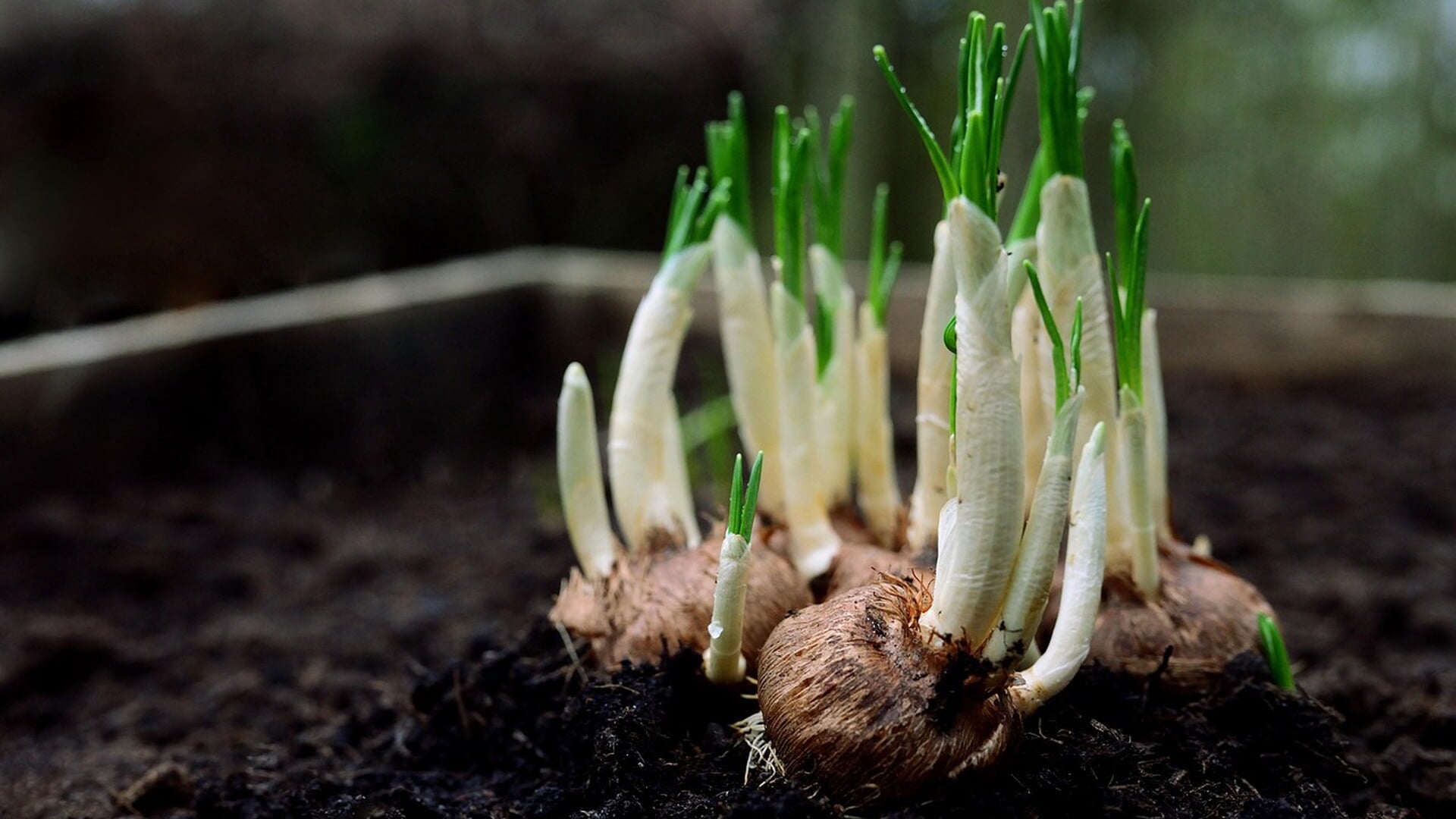 Groene voorjaarsactie in Bergsche Ackers