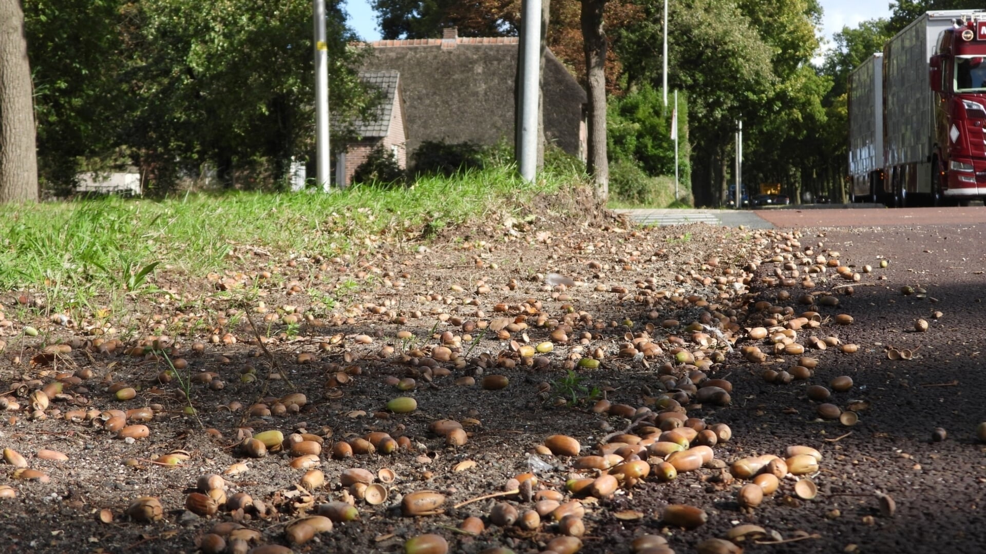 ‘Erg veel eikels dit jaar, wilde zwijnen hebben komende winter genoeg te eten’
