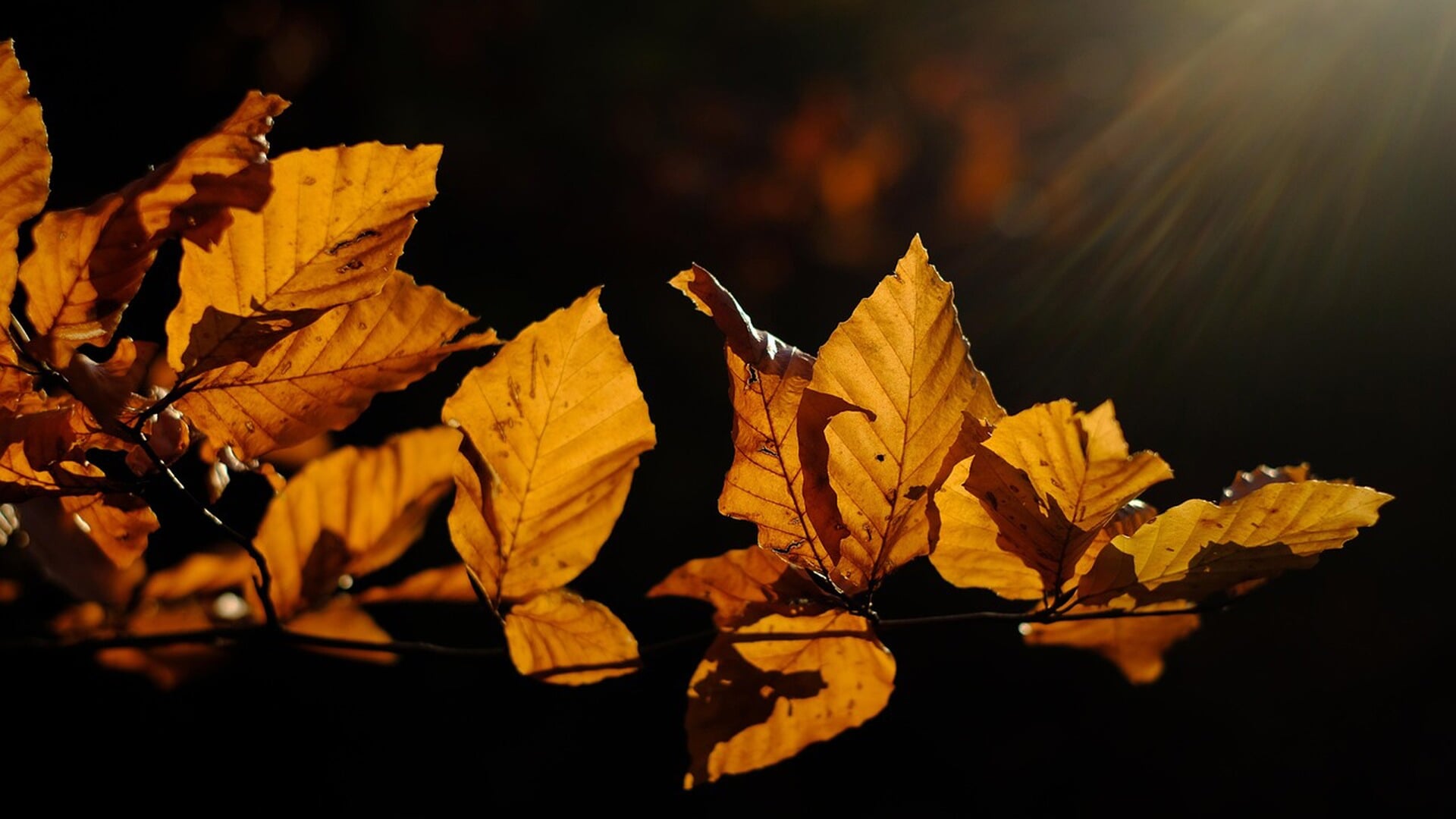 Weekverwachting: overgang naar rustig herfstweer