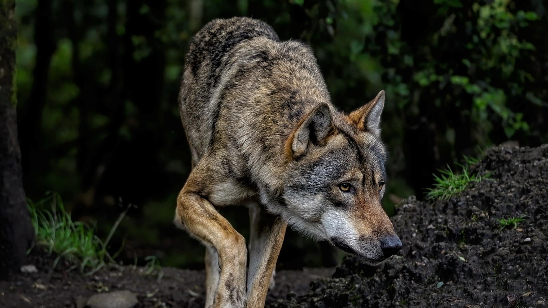 Vaderschapsverlof voor wolf Bram?