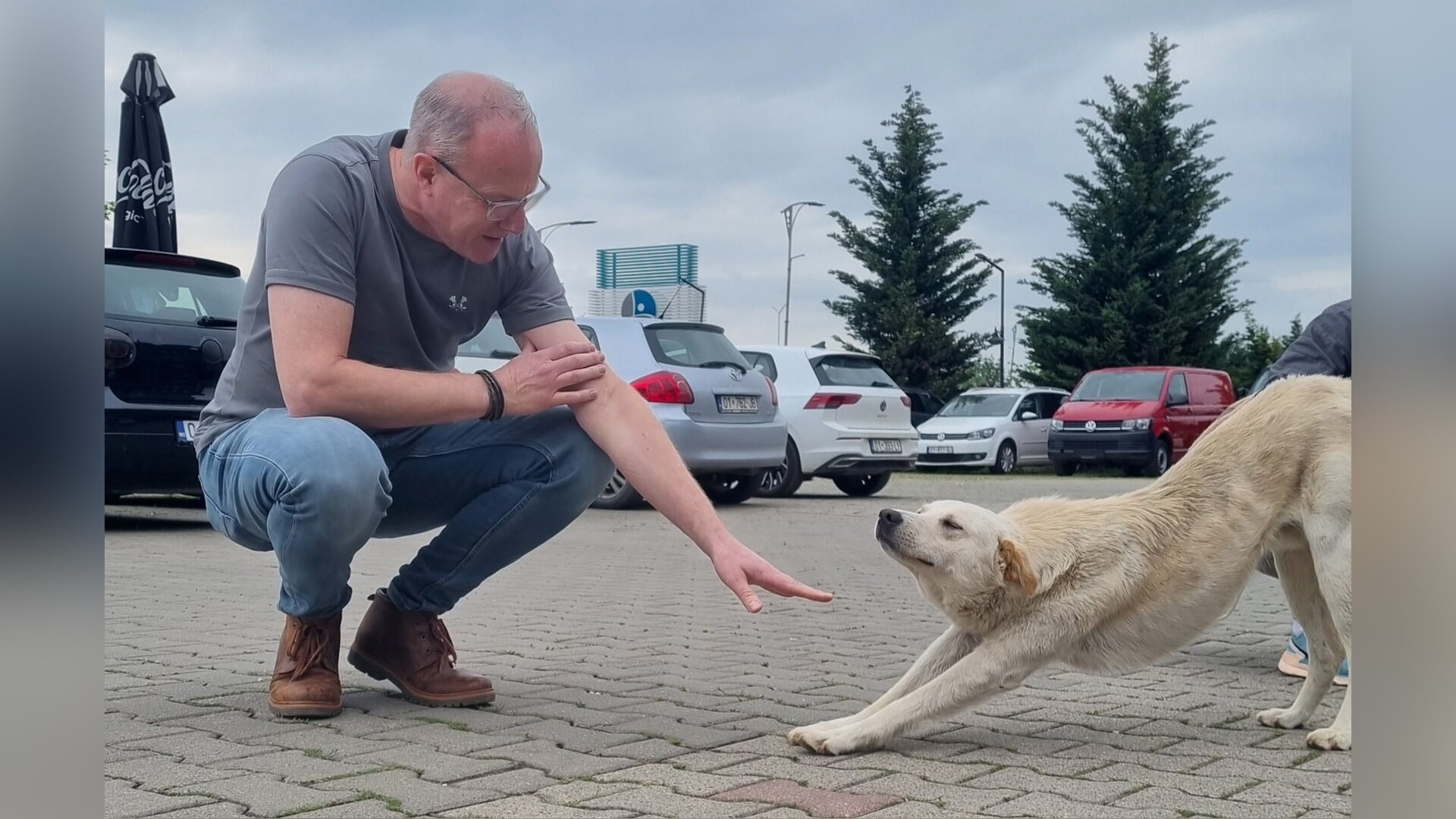 Veenendaalse dierenarts helpt bij medische zorg voor zwerfdieren in Kosovo: ‘Het leed is enorm’
