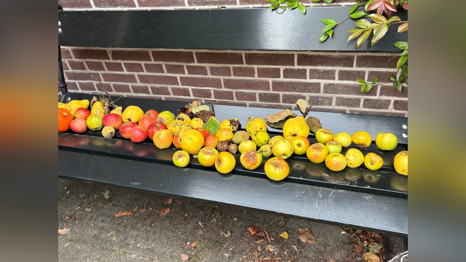 Van tuinadvies tot groene inspiratie