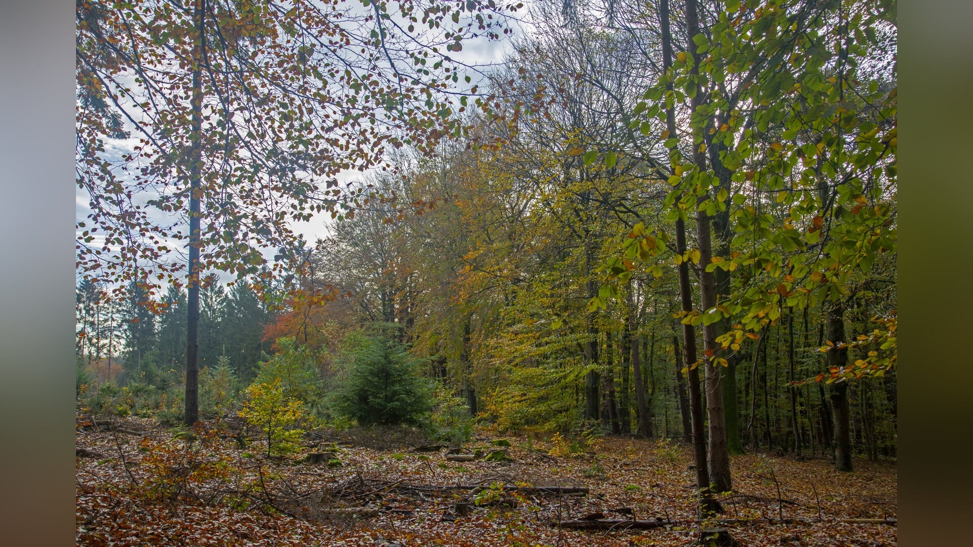 West Top wandeling Amerongse Bos