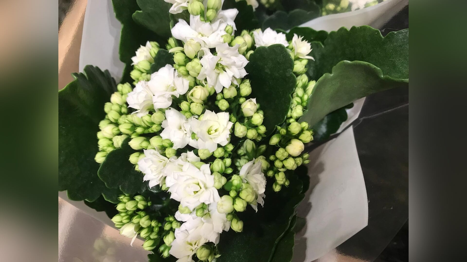 Marktkooplui in Hardinxveld-Giessendam deelden plantjes uit