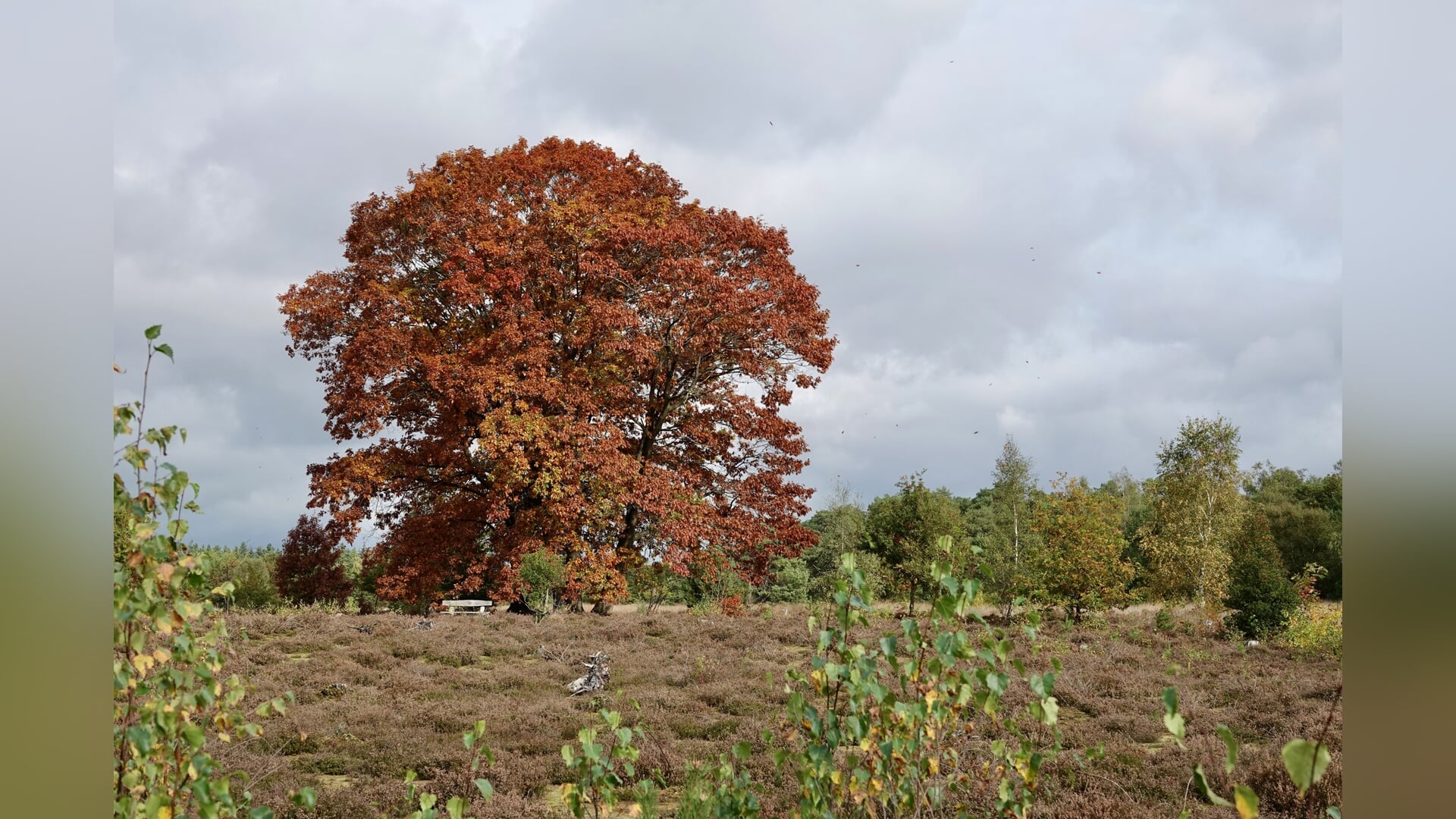Magische herfst