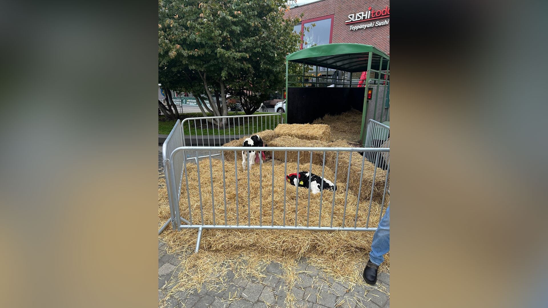 Partij voor de Dieren Amersfoort stelt vragen over dierenwelzijn op ‘Ontmoet de Boer Dag’ op Eemplei