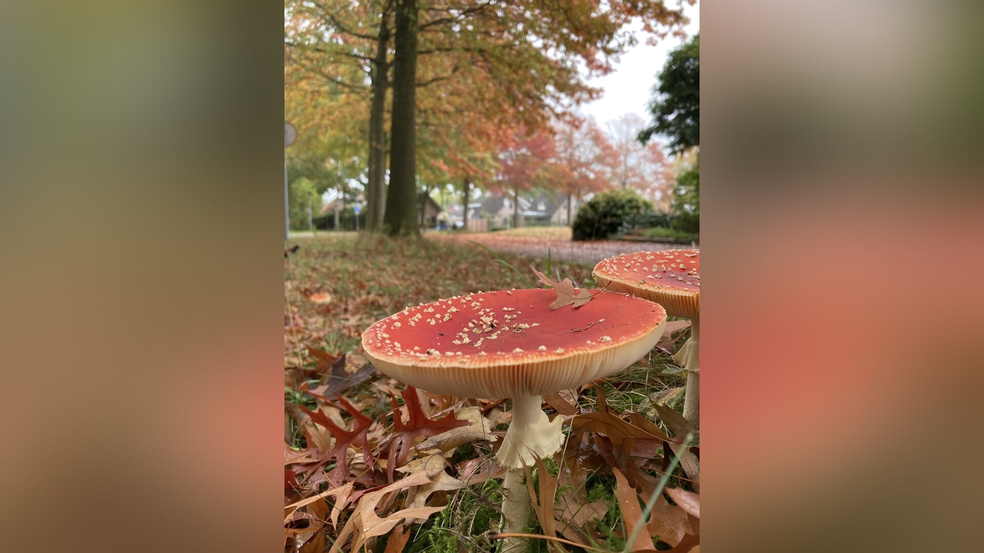 Herfst aan de Barnseweg 13 Oktober