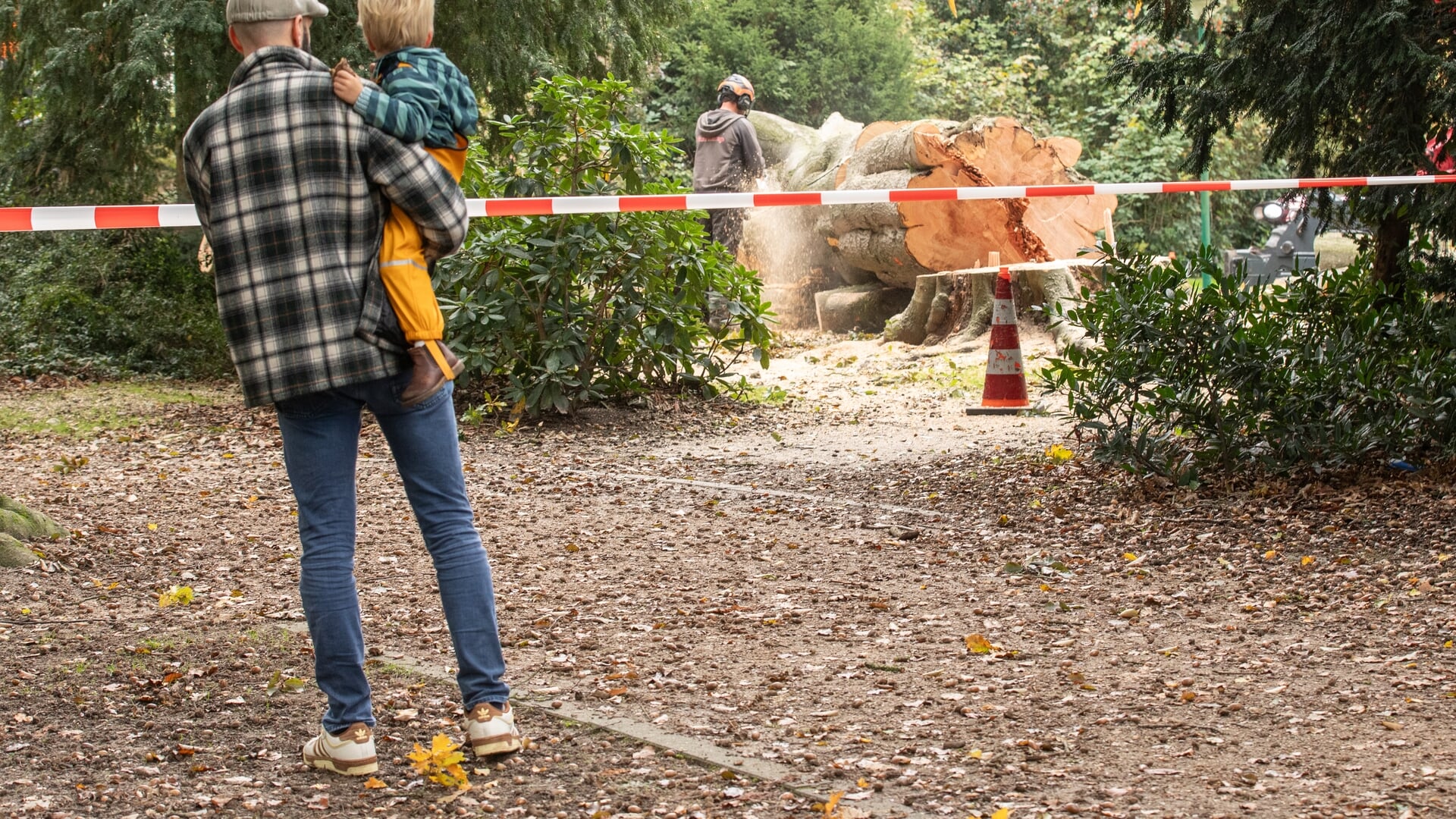 Gevaarlijke reus bij speeltuin Baarn geveld