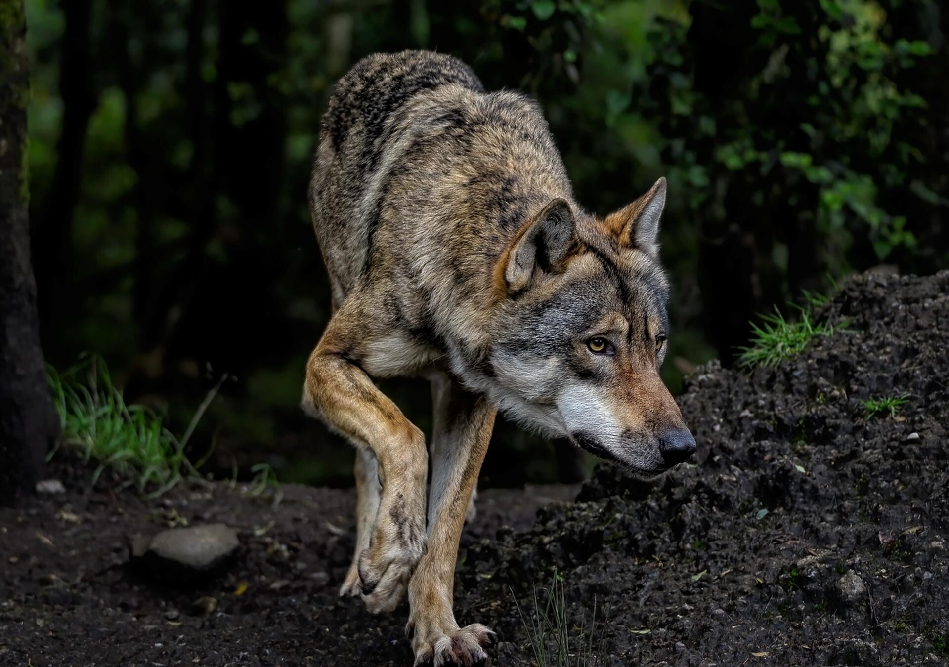Zorgen om drukte Edese natuur door wolvenspotters