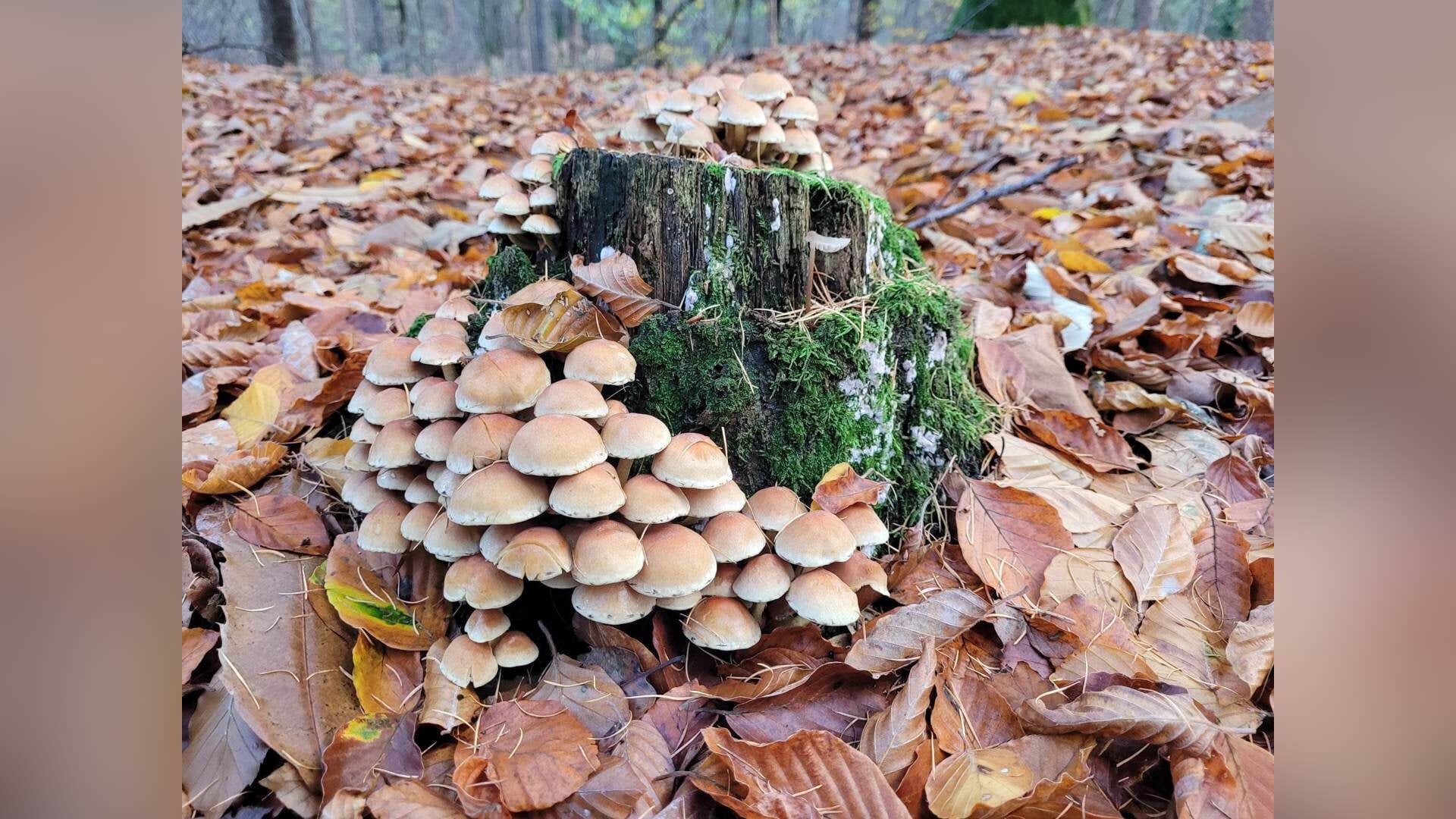 Paddenstoelen zoeken op Groot Zandbrink