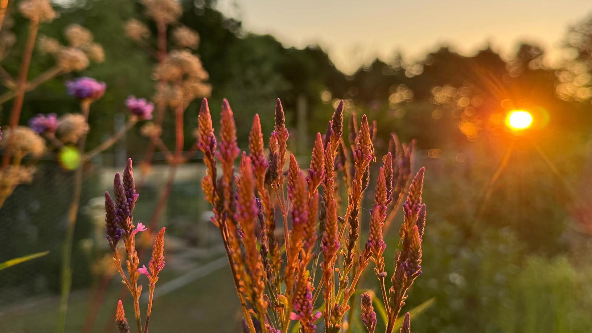 Verhalen uit de tuin: Ilse en Esther tuinieren bij de volkstuinvereniging Bunnik en Odijk