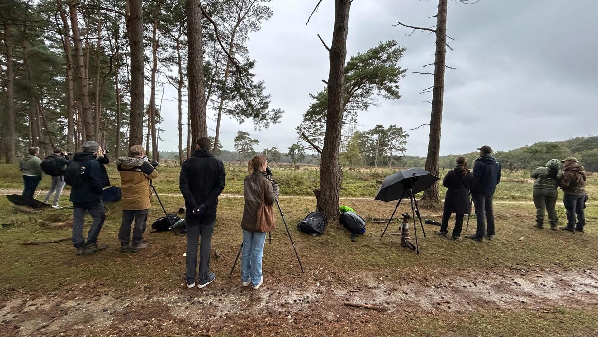‘De wolf is geen toeristische attractie’, Ede verscherpt toezicht in natuurgebieden