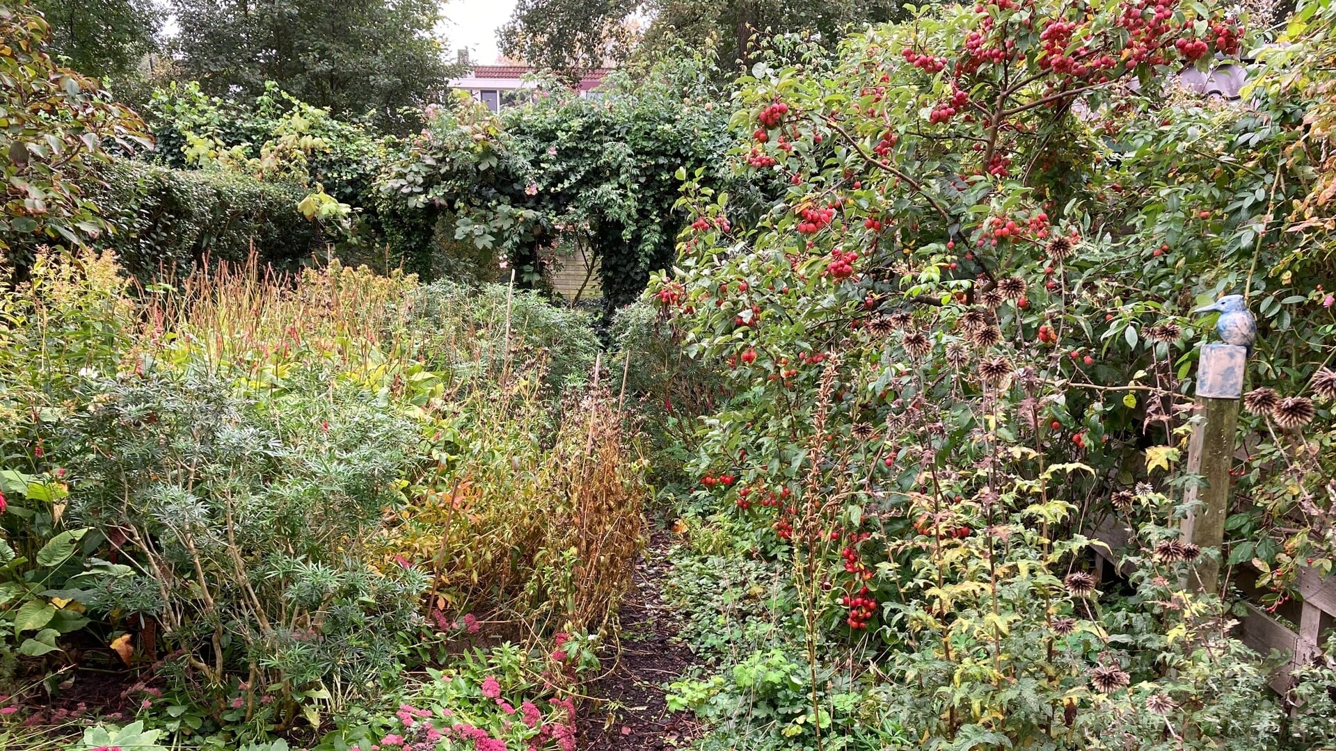 Iedereen is GoedVolk: Hoezo, tuin winterklaar maken?