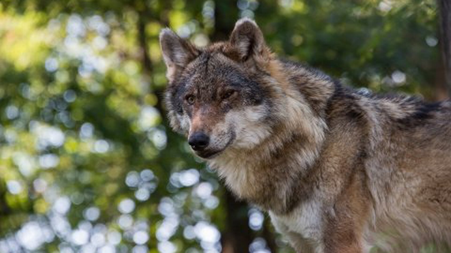 Wolven op de Utrechtse Heuvelrug krijgen zender voor onderzoek