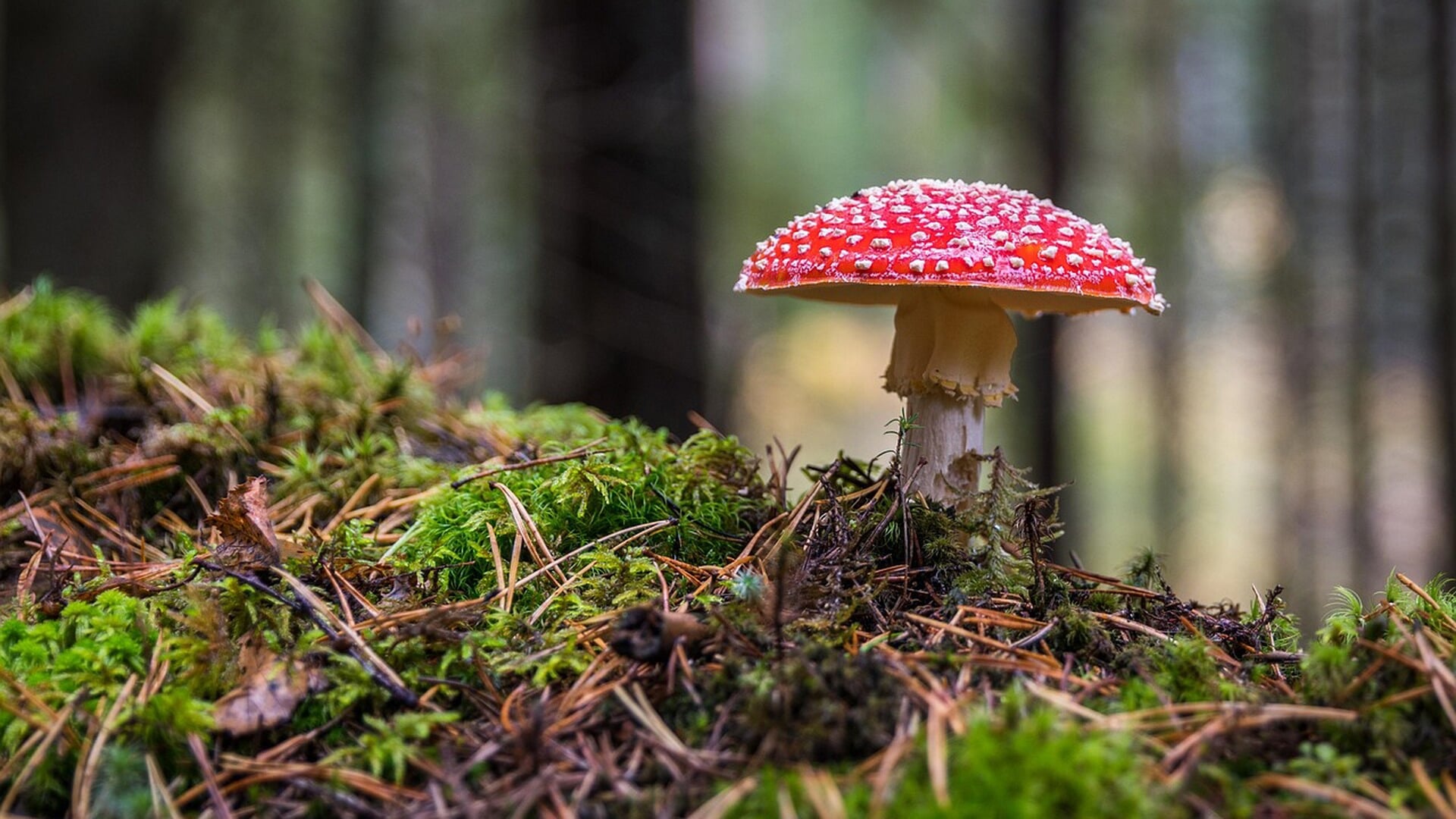 Paddenstoelwandeling IVN Eemland in bosgebied Hoge Vuursche