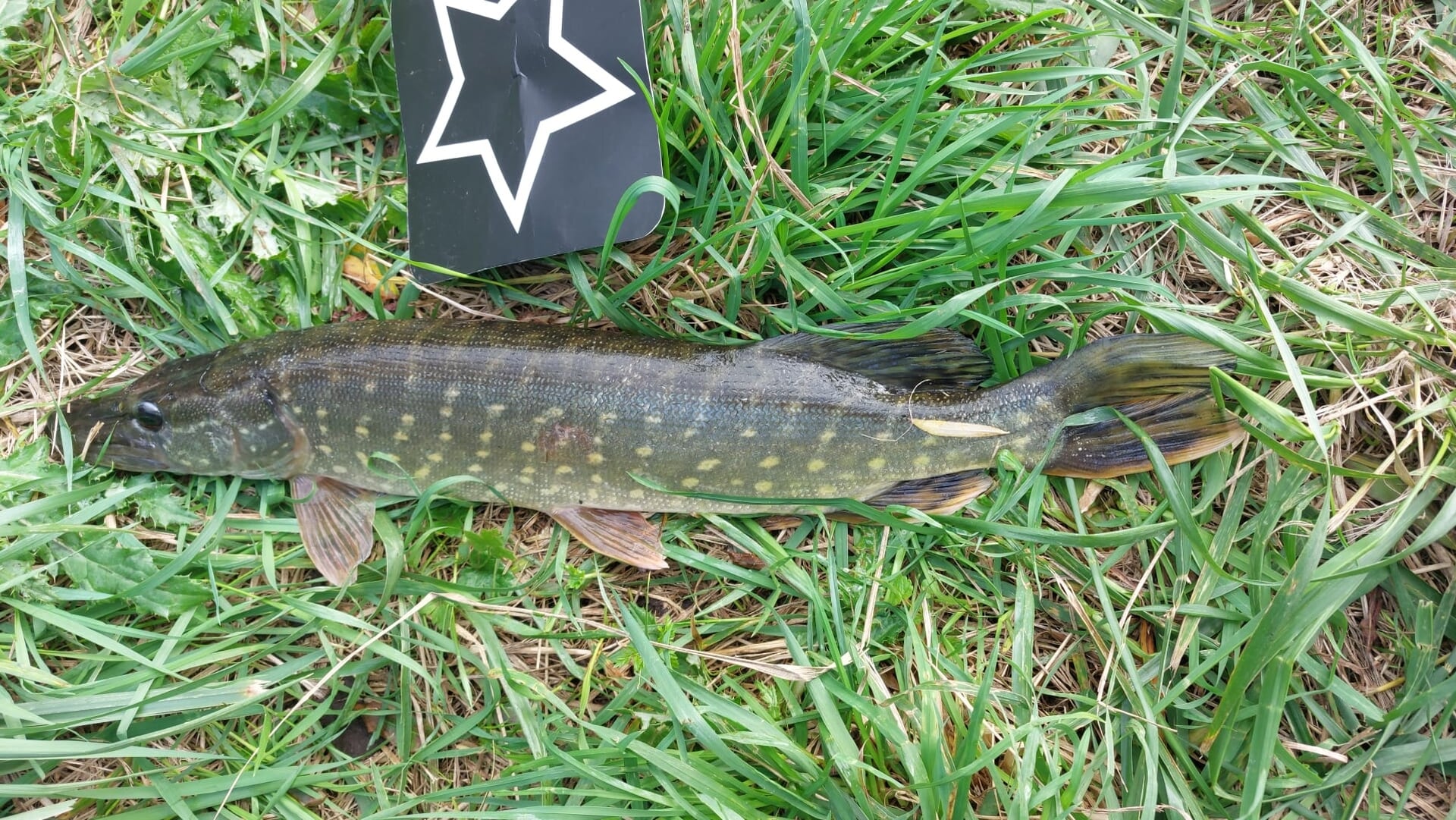 Fred Coenen wint met 181 centimeter aan gevangen snoek