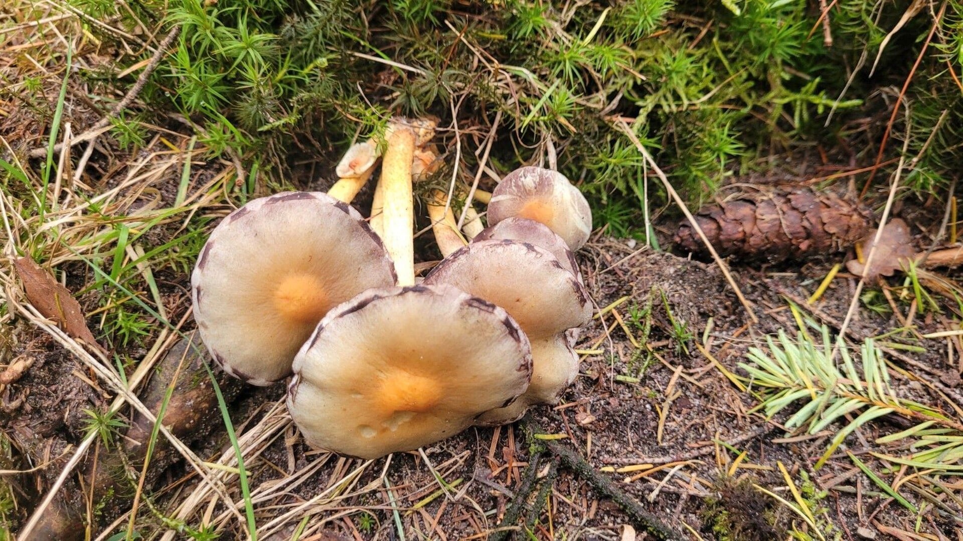 Lezersfoto’s: nog meer bijzondere hoeden, plekken of groeiwijzen