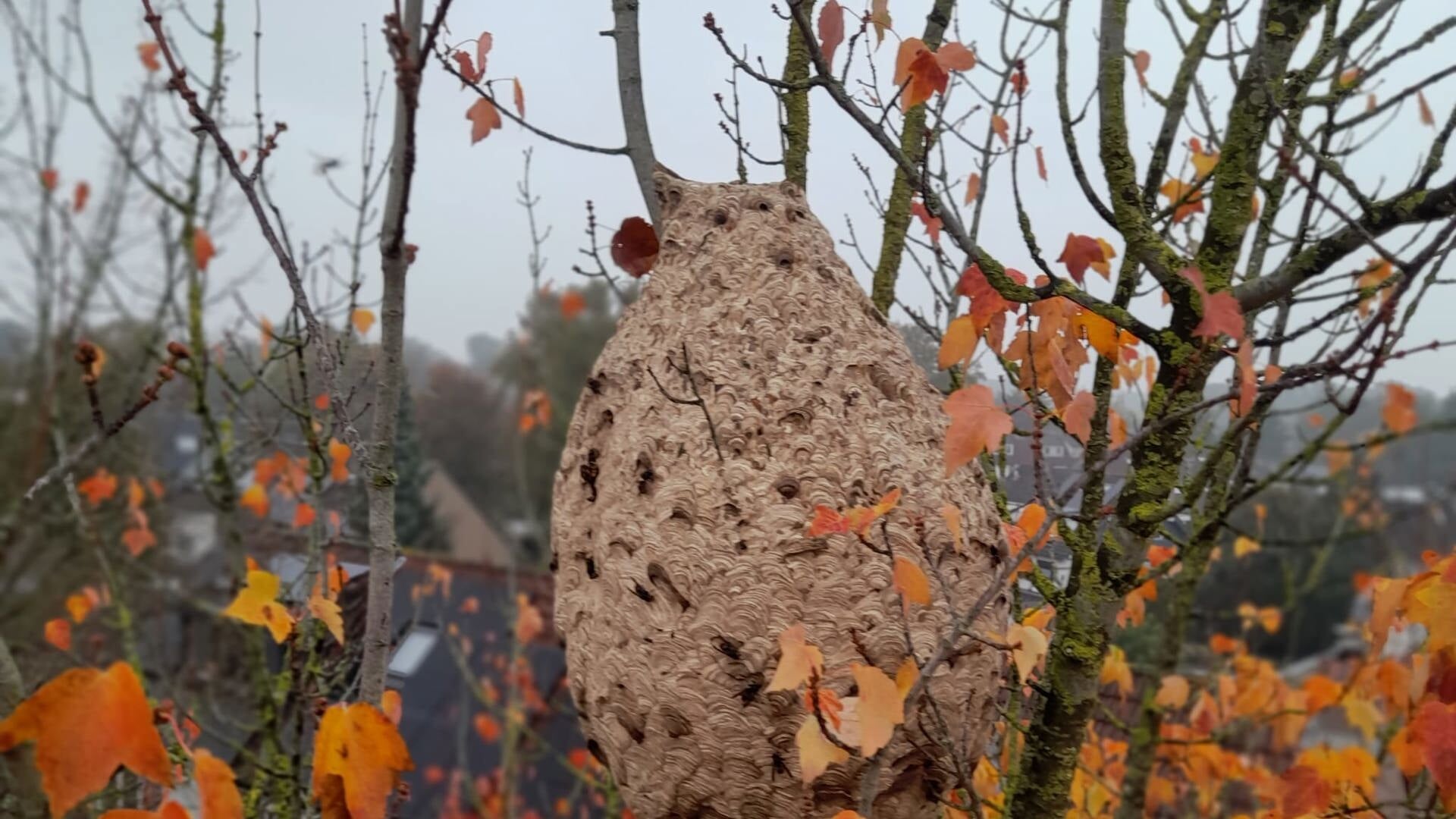 Nest van Aziatische hoornaar weggehaald in Scherpenzeel