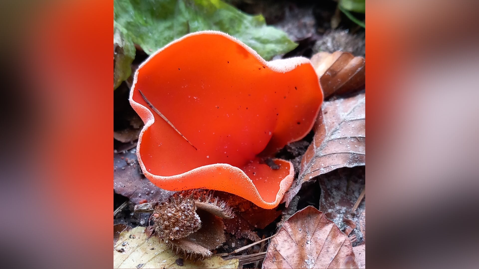 Paddenstoelwandeling IVN Eemland in Hoge Vuursche Baarn
