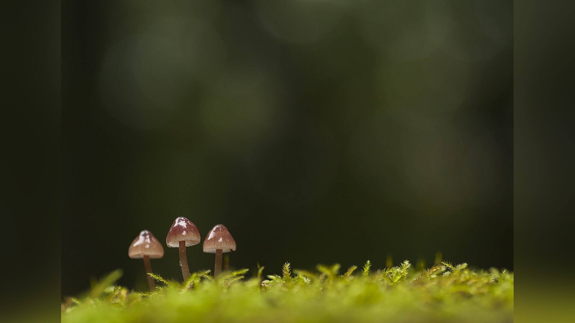 Paddenstoelenexcursie, landgoed Hoevelaken