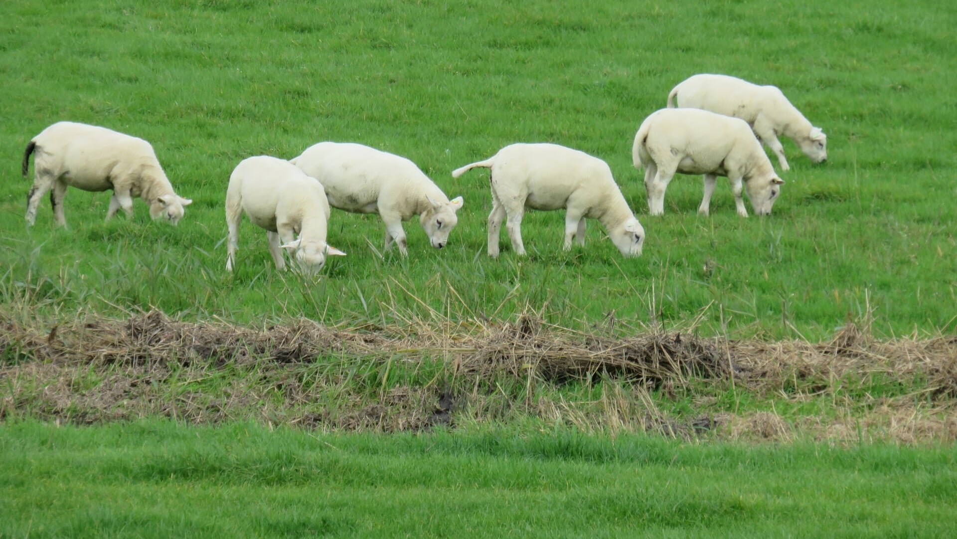 Lezersfoto: lammetjes in het najaar
