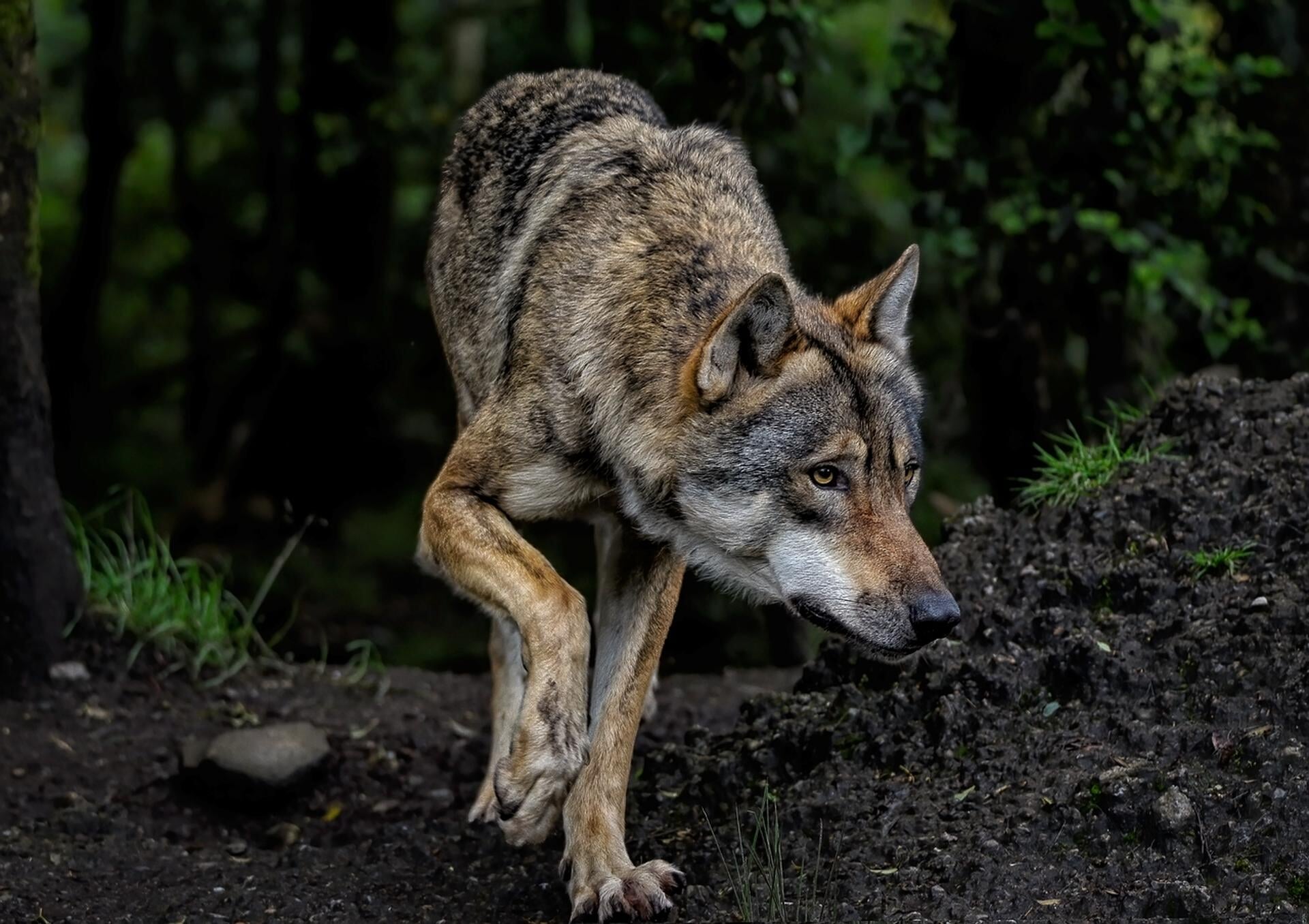 Hertenkamp volgens ingewijden Soestdijk leeg door wolf