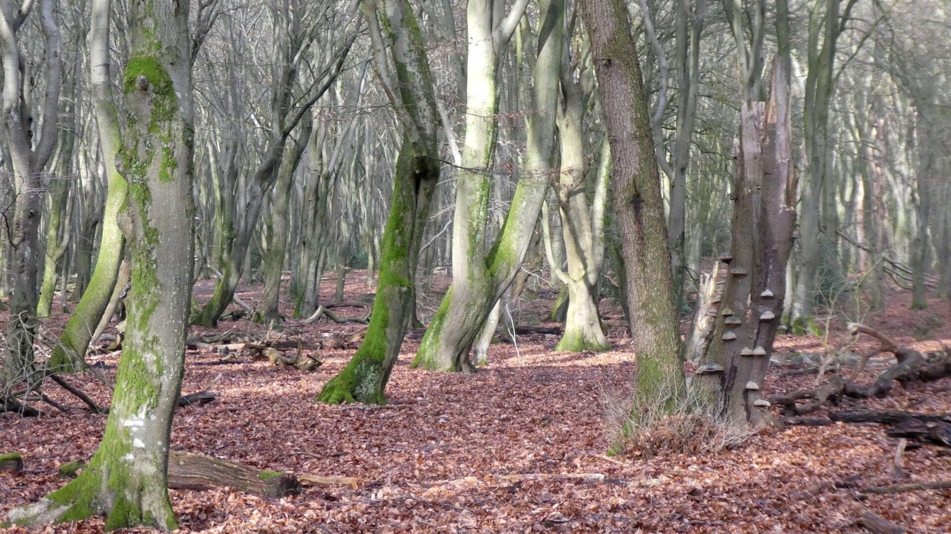 Onderzoek: ‘Natuur bij Garderen en Kootwijk veerkrachtiger dan gedacht’