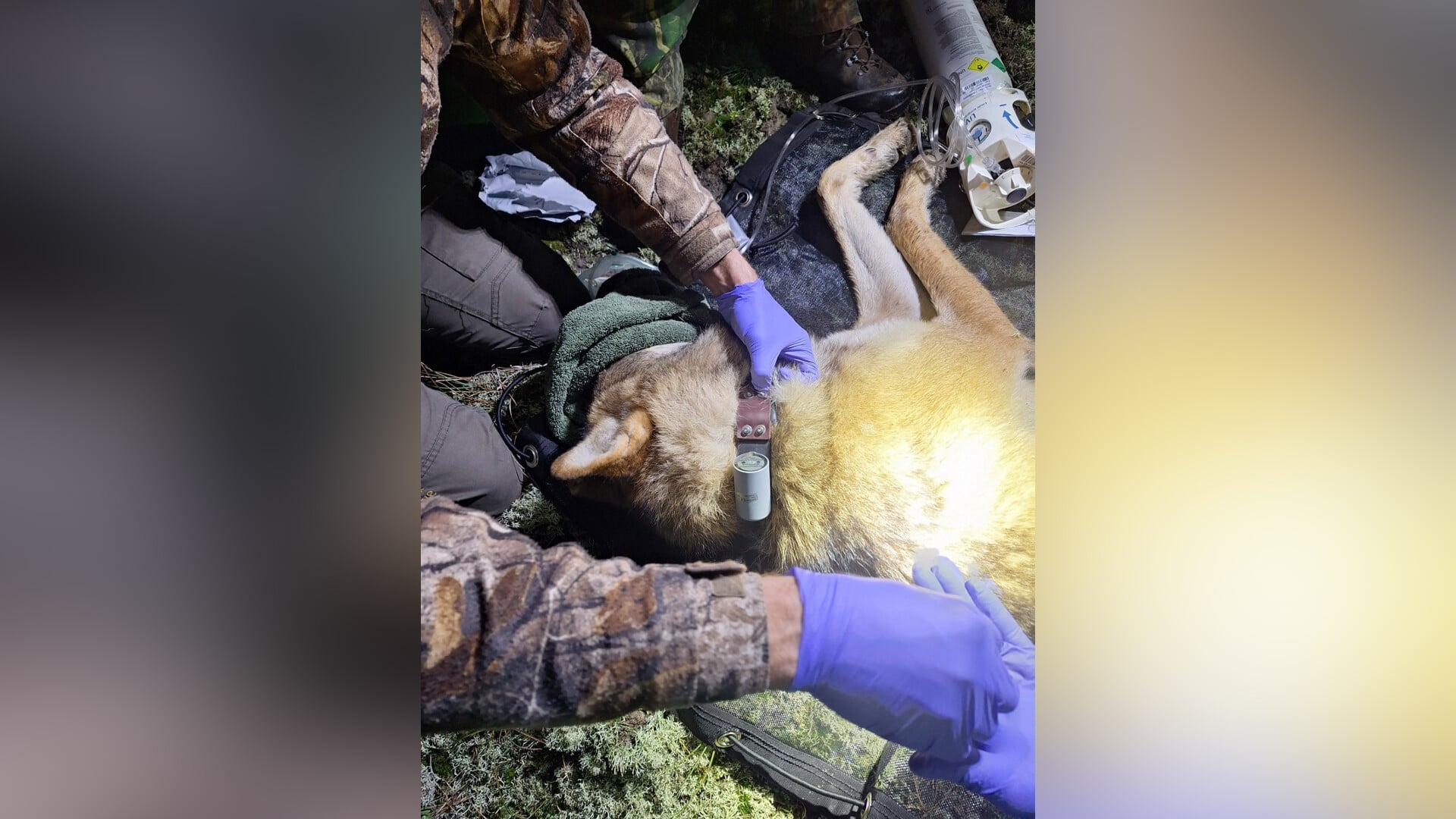 Onderzoek naar wolven, prooidieren en mensen in Nationaal Park De Hoge Veluwe