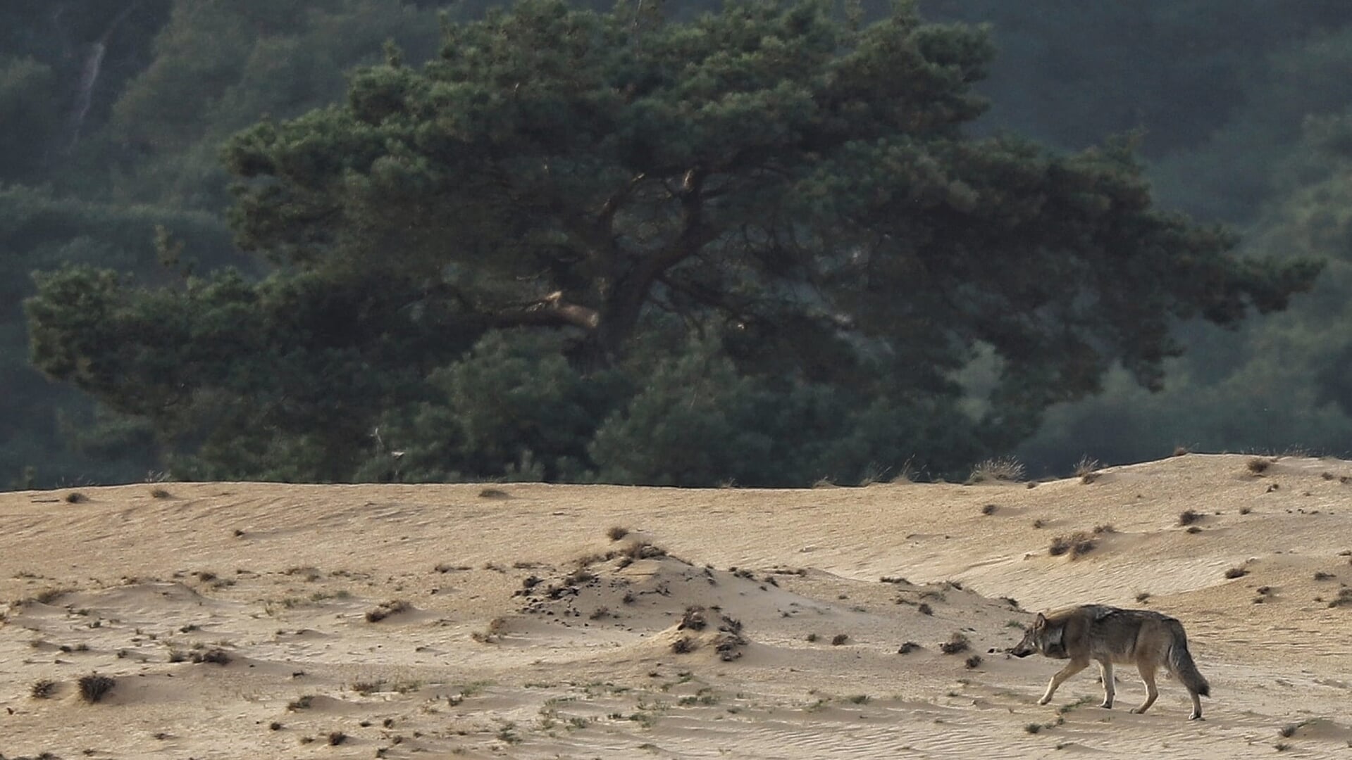 Wolf op Hoge Veluwe voor zo ver bekend eerste in het land met zender