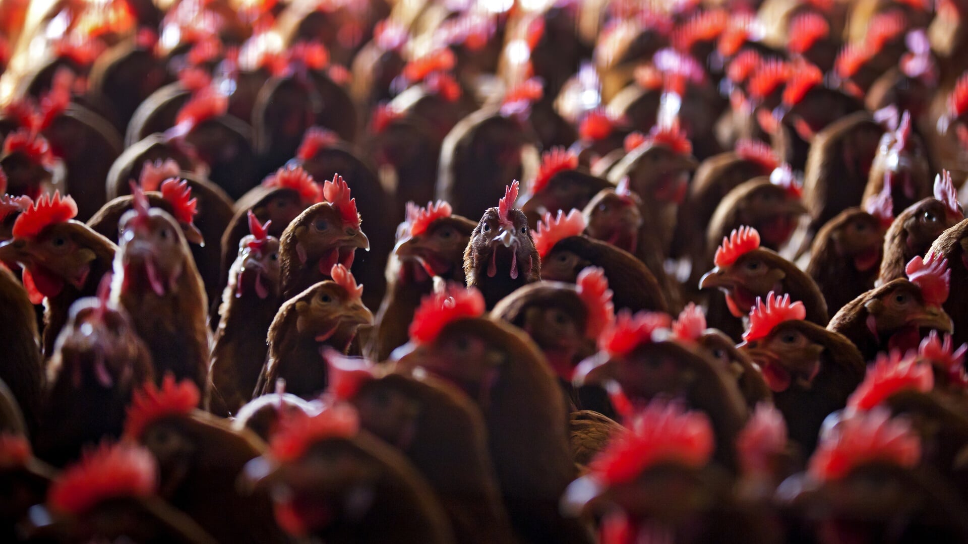 Tweede bedrijf met vogelgriep, 16.1000 legkippen geruimd in Gelderse Dodewaard