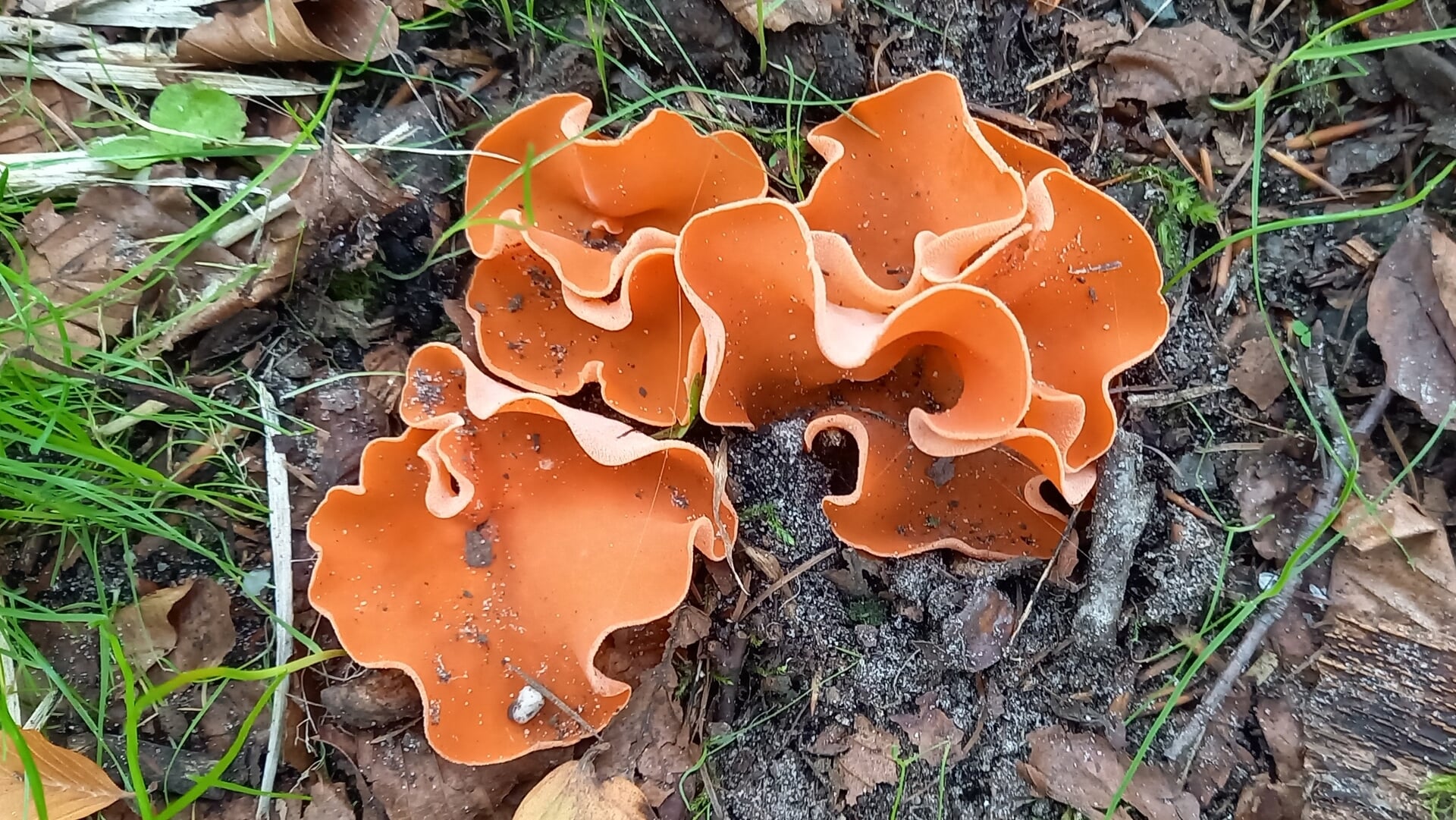 Grote oranje bekerzwam bijzondere verschijning in Baarnse bos