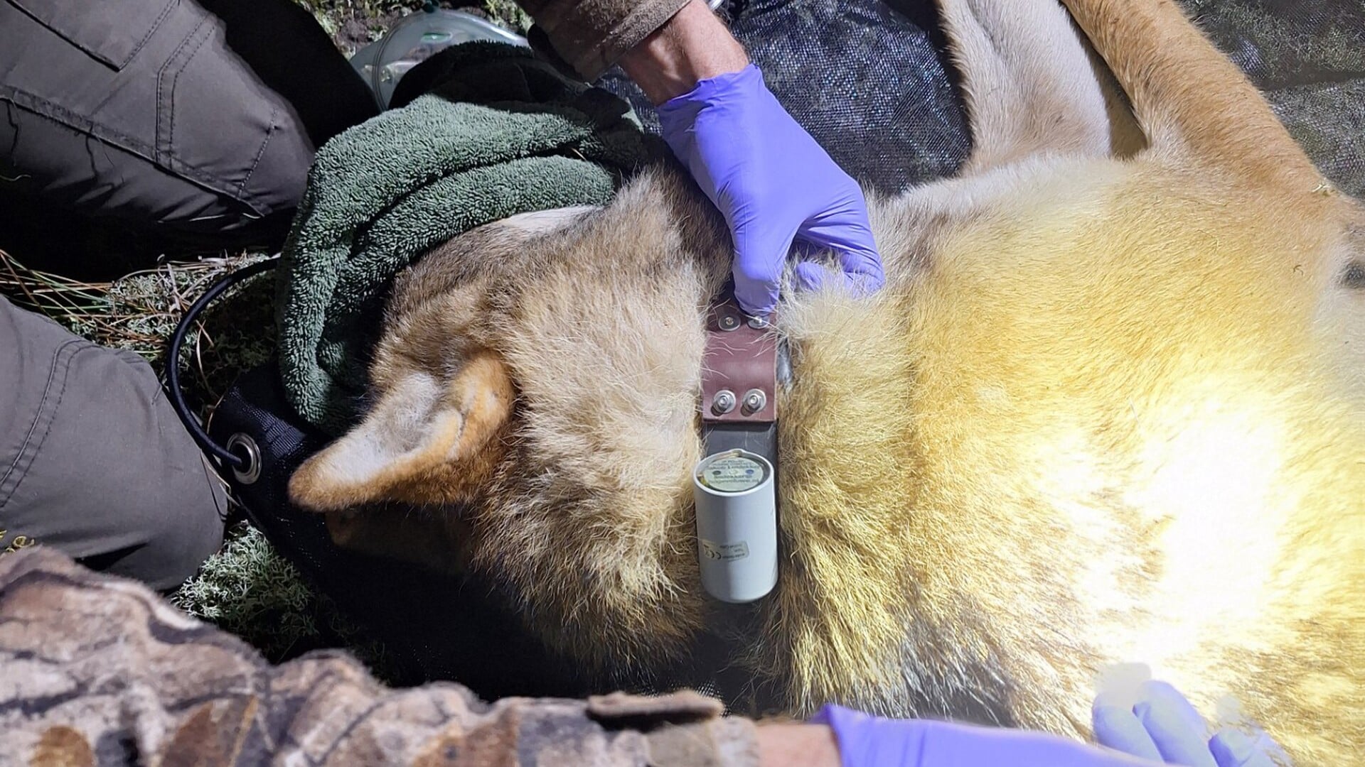 Uniek wolvenonderzoek in park De Hoge Veluwe: ‘Nog geen kennis over gedrag in dichtbevolkt gebied’