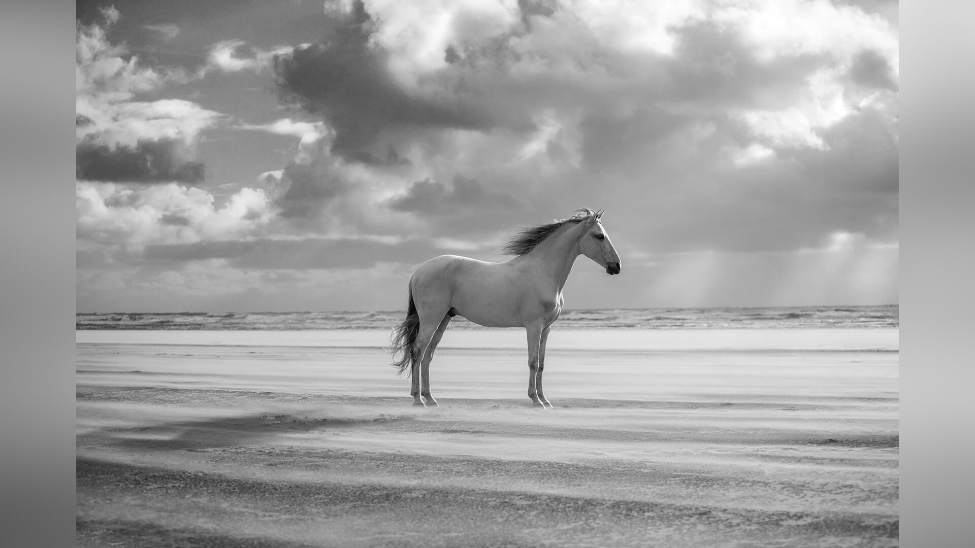 De betovering van paarden in beeld —award winning fotografe Nannie van Berkel uit Leusden neemt deel