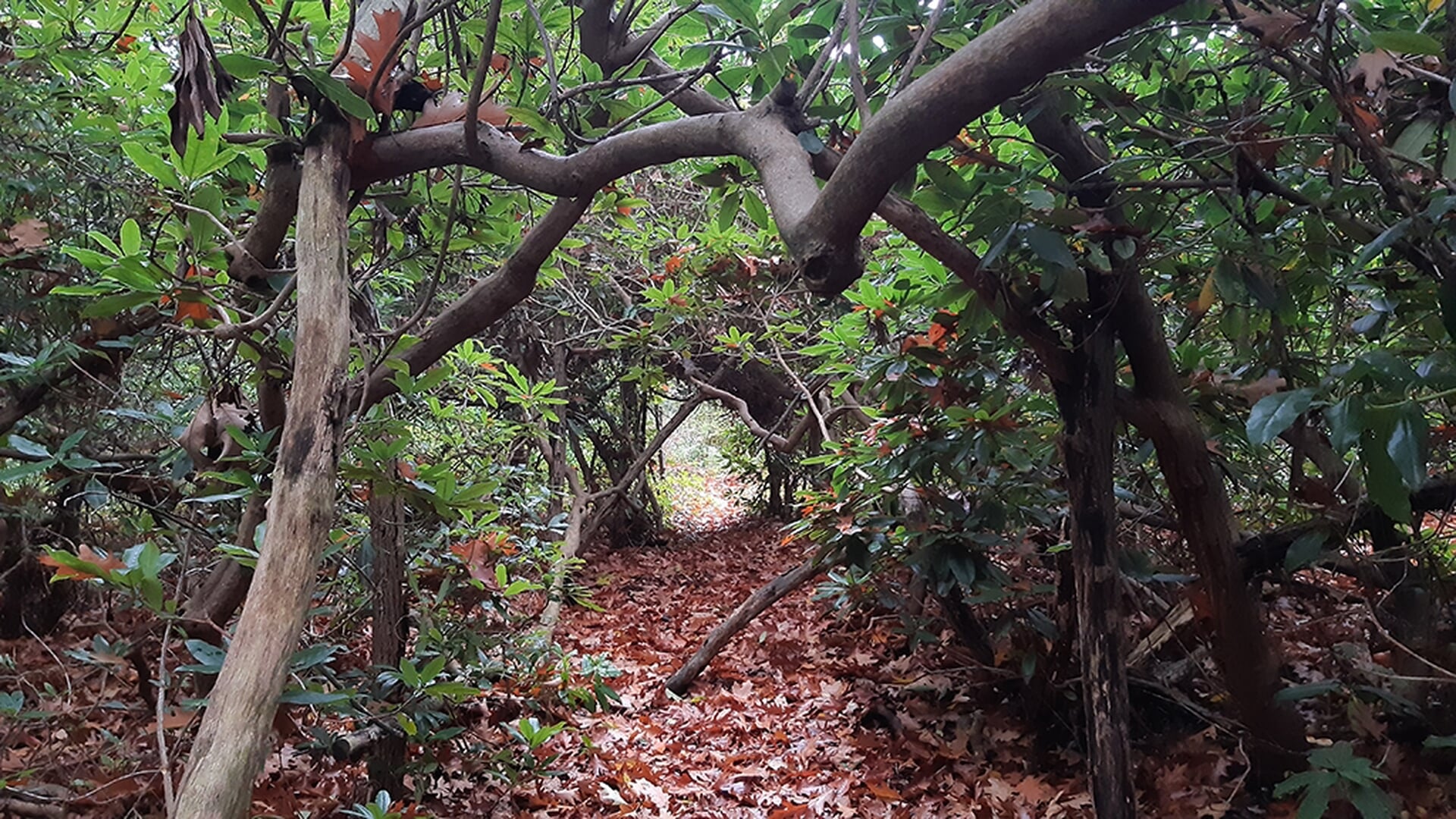 Vijftig tinten herfst in het verborgen arboretum van Wageningen