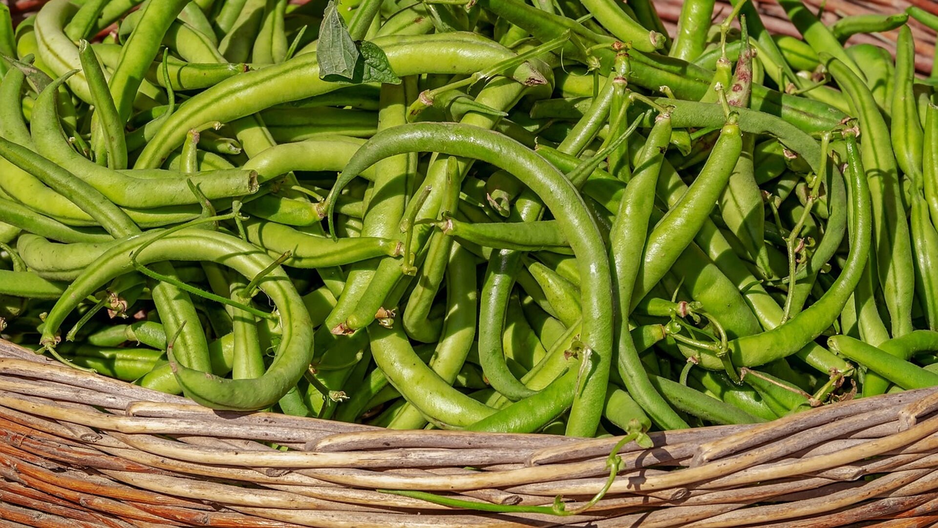 Column Marco Bosmans: ‘Als door een wesp gestoken blafte ik mijn chagrijn in zijn gezicht’