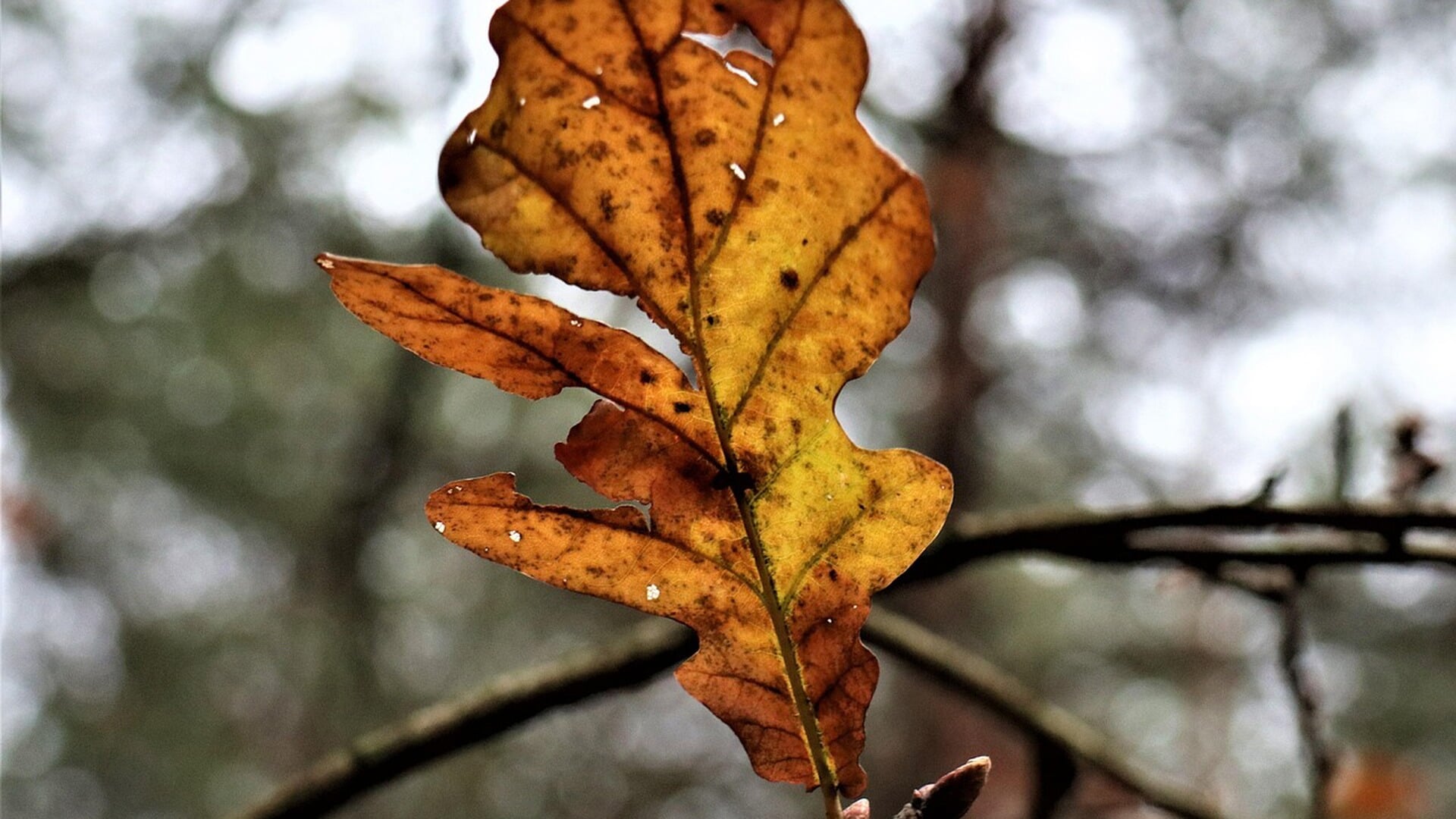 Maandverwachting november: zacht en nat begin, later in de maand minder nat